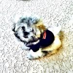Maximus Watson - @maximusmanchu - Instagram