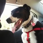 Maximus Watson - @maximusfixyourear - Instagram