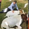 Goat lover - @maximus_webster - TikTok