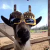 The beer 🐐 - @maximus_weston - TikTok