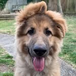 Lord Maximus Wheeler - @maximuswheeler - Instagram