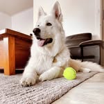 🏔️Daisy Whiteblossom & Maximus the white shepherds🏔️ - @daisyswiss___ - Instagram