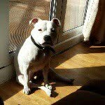 Max - @maximus_whitestaffy - Instagram