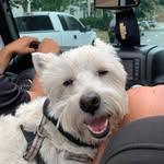 Maximus - @whitewestiemaximus - Instagram