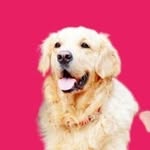 Maximus - @maximus_the_white - Instagram