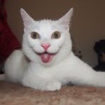 Maximus White - @maximus_bratcat - Instagram