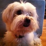 Maximus White Barnstable Groom - @maxie_moose_ - Instagram