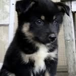 Maximus Crossley-wright - @maximus_swag_boy - Instagram