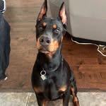 Maximus Wright - @maximus.and.milo18 - Instagram
