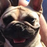 Max Young - @maximusyoungthefrenchie - Instagram