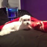 Maximus Young - @maximus_young - Instagram
