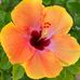 Maxine Adler Aubry - Facebook