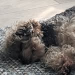 Maxine Archer - @poppykins123 - Instagram