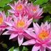 Maxine Ashford - Facebook