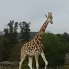 maxineashforth - @maxineashforth - TikTok