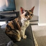 Maxine - @the.bean.maxine - Instagram