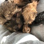 Maxy Moo Lowchen - @maxinebeann - Instagram