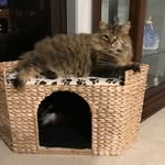 Batty + Whaea the Mainecoon’s - @batty_and_whaea - Instagram