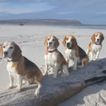 Maxine van den Berg - @maxine_beagles_ - Instagram