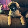 NovaMaxine_theLeonberger - @novamaxine_theleonberger - TikTok