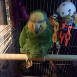 maxine the bird🐤 - @maxinetheparrot - Instagram