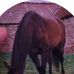 Maxine Boland - Facebook