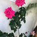 Maxine Britton - Facebook