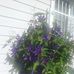 Maxine Buckmeier - Facebook