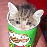 𝙈𝘼𝙄𝙉𝙀𝘾𝙊𝙊𝙉 : 𝙗𝙪𝙜𝙜𝙞𝙣𝙜 𝙨𝙩𝙤𝙧𝙚 - @mainecoon.off - Instagram