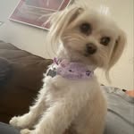 Maxine O. Bush-Saulsby - @official_princess_maxine - Instagram