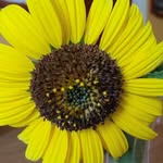 Maxine Carroll Haum - @maxinehaum - Instagram