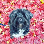 Maxine Chambers - @bewildered68 - Instagram