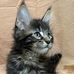 Gbf Maine Coons - Facebook