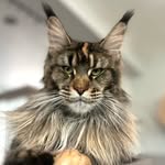 Mountain Crest Maine Coons - @mountaincrestmainecoons - Instagram