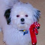 Maxine the Shih Poo - @missmaxinecroft - Instagram