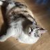 Maxine The Chonk - Facebook