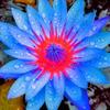 Maxine Crow spirit SPEAKS - @maxine.crow.spiri - TikTok