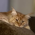 Dodge Demon Maine Coon - @dodge_demon_maine_coon - Instagram