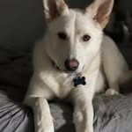 Maine Flagg - @oboy32395198 - Instagram