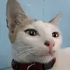 maxine - @maxinealexafgallo4 - TikTok
