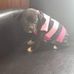 Maxine Gerber - Facebook