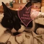 Maxine Hart - @maxmonkey69 - Instagram