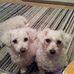 Maxine Hodges - Facebook