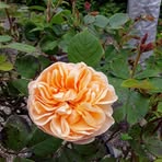 Maxine Hunt - Facebook