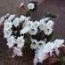 Maxine Inman - Facebook