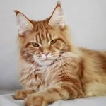 ARMAN PRIDE Maine Coon kittens - @armanpride.ru - Instagram