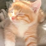 Armanpride_Maine Coon Kittens In Need of new homes - @armanpride_mainecoonkittens - Instagram
