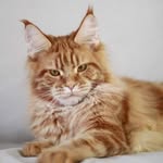 Mainecoon_armanpride - @mainecoon_armanpride - Instagram