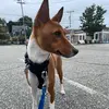 Milo the Basenji - @joemaxine - TikTok
