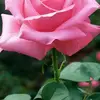 .Kaiser Maxine - @.kaiser.maxine - TikTok